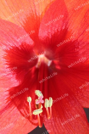 Rote Amaryllis