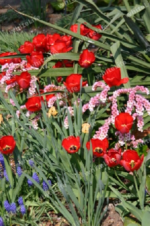 Tulpen auf der Freundschaftsinsel