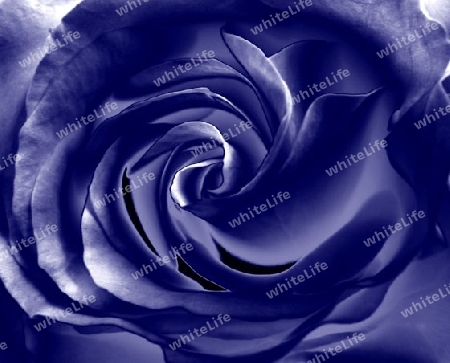 Blaue Rose