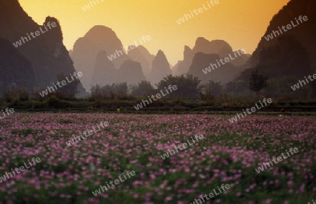 the landscape at the Li River near Yangshou near the city of  Guilin in the Province of Guangxi in china in east asia. 