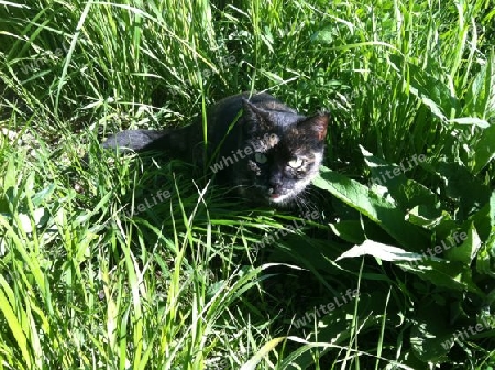 Katze im Gras