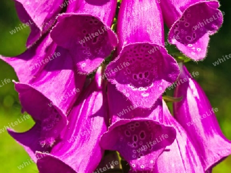  Digitalis purpurea