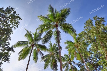 Beautiful palm trees at the beach on the tropical paradise islands Seychelles