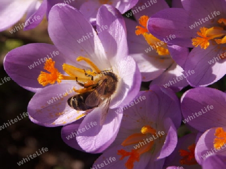 Biene auf Krokus