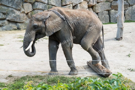 Elefant