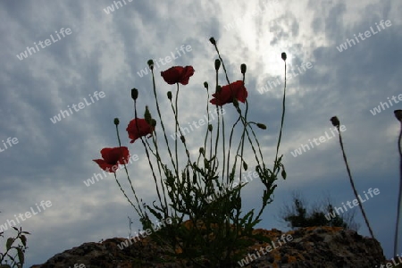 Mohn auf Stein