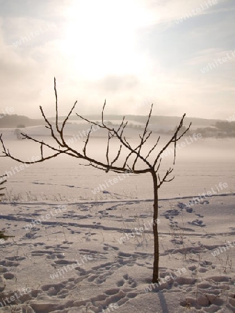 Einsamer Baum