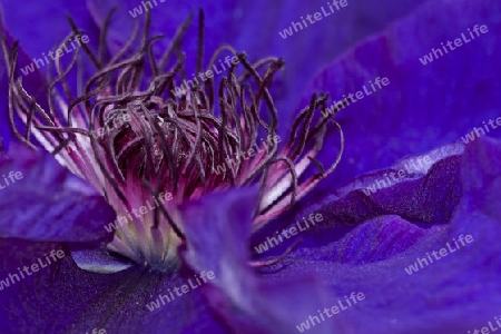 Clematis