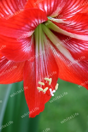 Amaryllis Bl?te