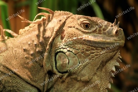 kopf von einem weiblichen leguan bein h?uten