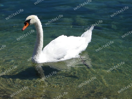 Schwan auf dem See