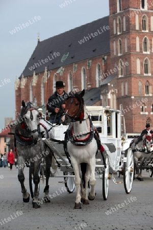 Pferdekutschen warten auf die Kundschaft auf dem Rynek Glowny Platz mit der Marienkirche in der Altstadt von Krakau im sueden von Polen.