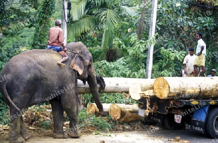 Asien, Indischer Ozean, Sri Lanka,
Ein Elefant hilft beim beladen einse Holz Transportes in der naehe von Nuwara Eliya in Zentralen Gebierge von Sri Lanka. (URS FLUEELER)






