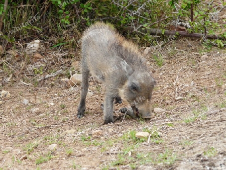 Warzenschwein 