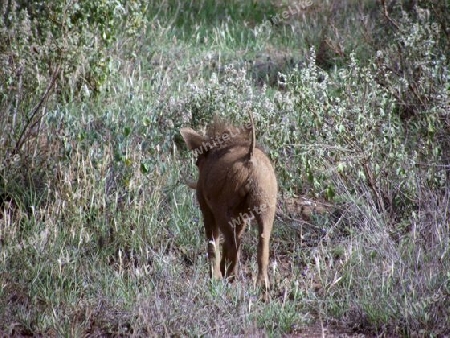 Warzenschwein in Tsavo West Kenya