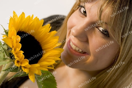 Sonnenblume