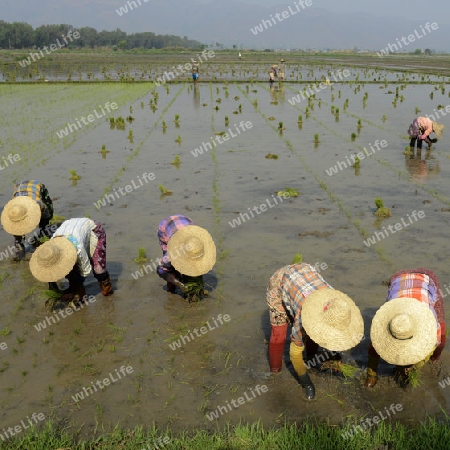 Rice farmers plant rice in a ricefield at the city of Nyaungshwe at the Inle Lake in the Shan State in the east of Myanmar in Southeastasia.