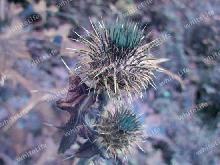 Distel vor der Blüte III