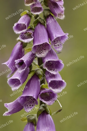 Roter Fingerhut, Digitalis purpurea