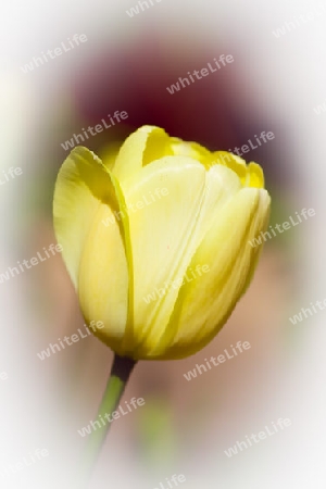 Gelbe Tulpe