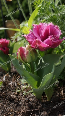 Barocktulpe 2