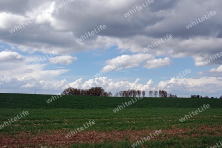 Wolken und Pappeln