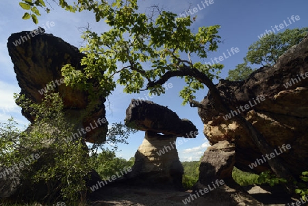 Die Landschaft und Pilzfoermigen Steinformationen im Pha Taem Nationalpark in der Umgebung von Ubon Ratchathani im nordosten von Thailand in Suedostasien.