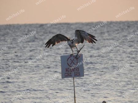 Seeadler mit Beute