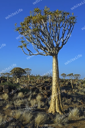 K?cherbaum oder Quivertree (Afrikaans: Kokerboom,  Aloe dichotoma) bei Sonnenaufgang , Keetmanshoop, Namibia, Afrika