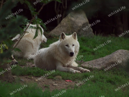 Woelfe ruhen im Wald