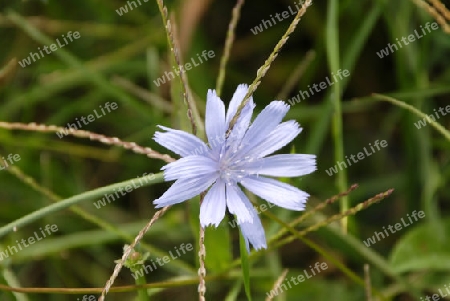 Blue flower