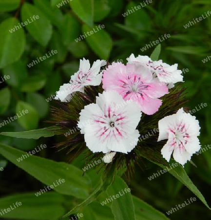 weiss-rosa Bart-Nelke (Dianthus barbatus)