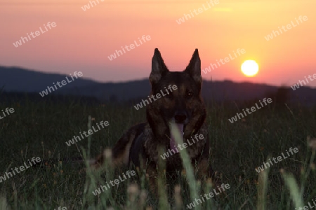 Hund im Sonnenuntegang