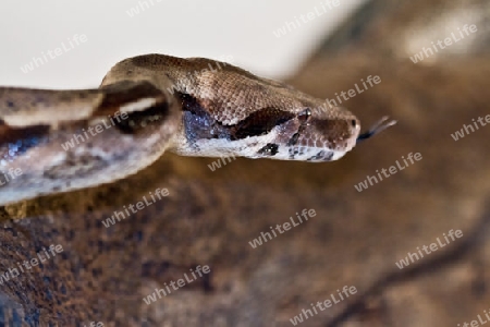 boa Constrictor