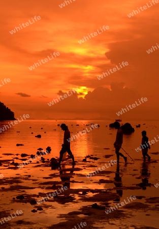 A Beach on the Island of Ko PhiPhi on Ko Phi Phi Island outside of the City of Krabi on the Andaman Sea in the south of Thailand. 