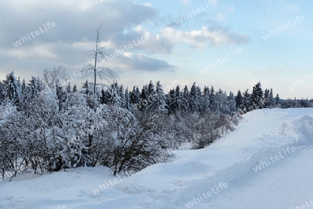 Schneelandschaft