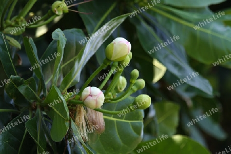 Flora in Sri Lanka