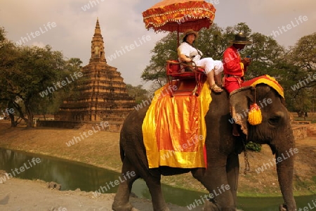 Ein Elephanten Taxi vor einem der vielen Tempel in der Tempelstadt Ayutthaya noerdlich von Bangkok in Thailand.  