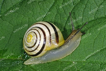 Cepaea hortensis, Gartenschnecke (Gartenb?nderschnecke)