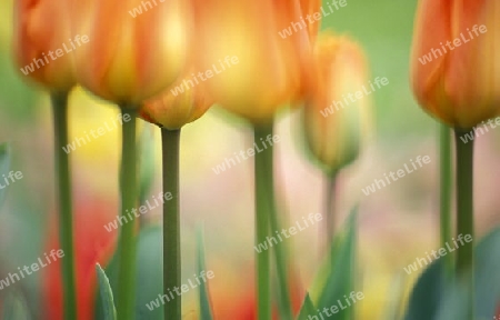 Orange Tulpen