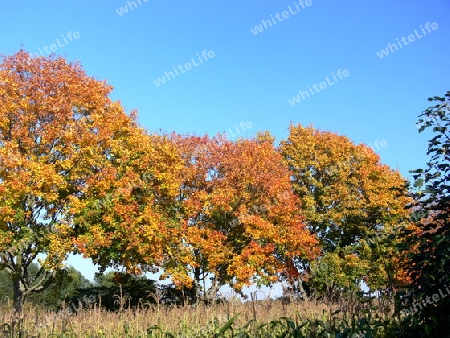Baumallee in traumhaften Herbstfarben  5
