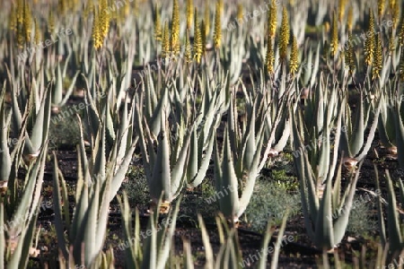 a Aloe Vera Plantation on the Island Fuerteventura on the Canary island of Spain in the Atlantic Ocean.