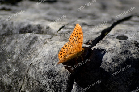 Schmetterling