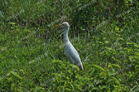 Silberreiher in Sri Lanka