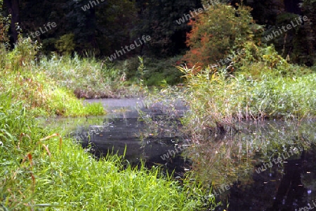 teich im naturschutzgebiet