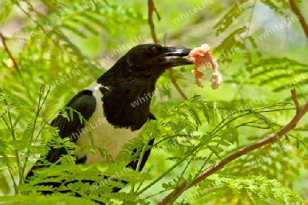 Schildrabe (Corvus albus) 