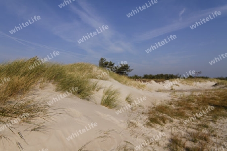 wilder Weststrand auf dem Darss, Ostsee