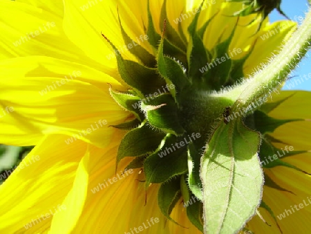 Sonnenblume