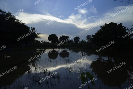 Die Abendstimmung in der Provinz Amnat Charoen nordwestlich von Ubon Ratchathani im nordosten von Thailand in Suedostasien.