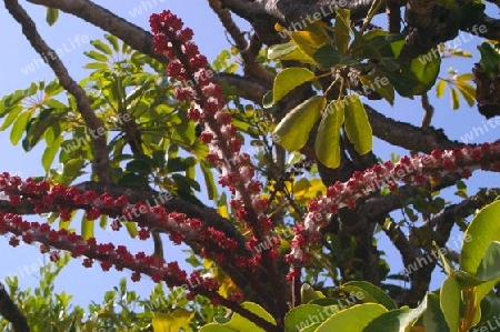 Strahlenaralie - Schefflera actinophylla